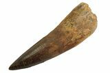 Real Fossil Spinosaurus Tooth - Huge Dinosaur Tooth #346935-1